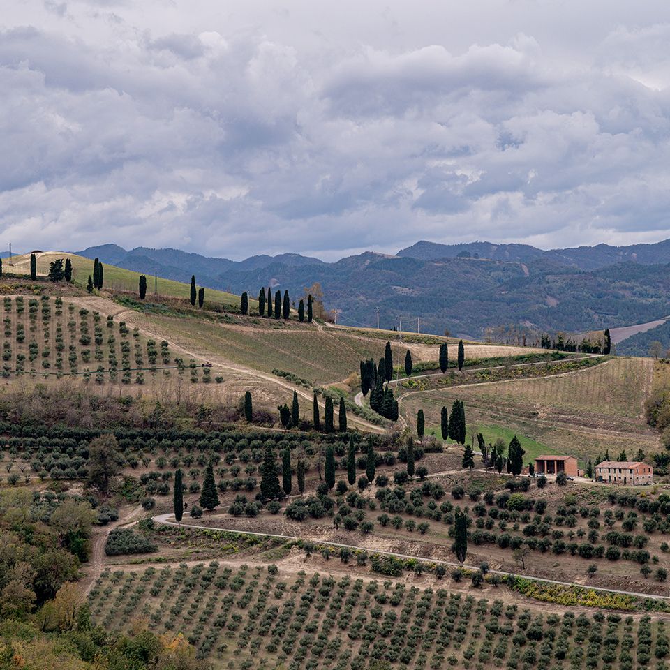 Le colline di Montesiepe con vigne, ulivi e cipressi sopra Brisighella